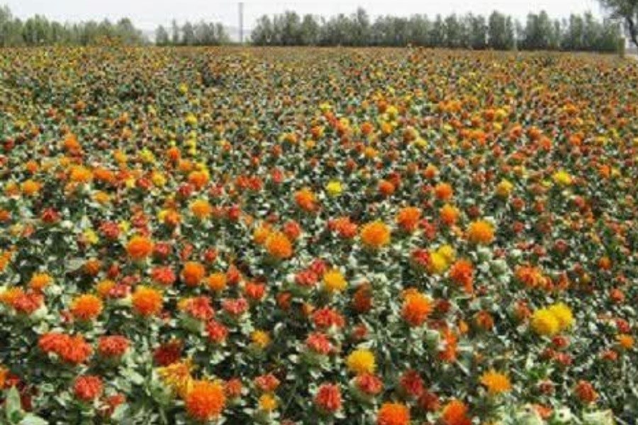 پایان برداشت دانه روغنی گلرنگ از 1120 هکتار مزارع مرودشت