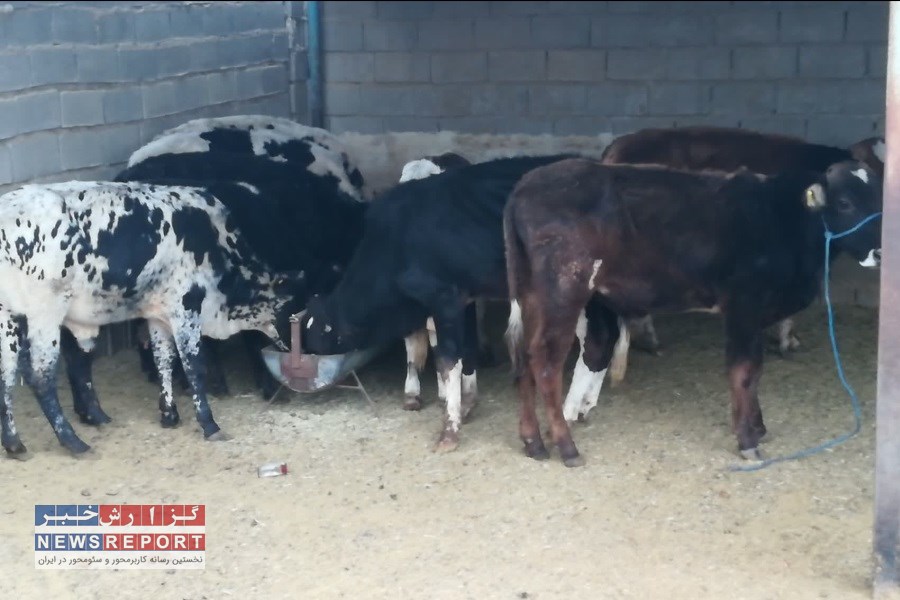 خودروهای حامل گوساله قاچاق در نی‌ریز توقیف شد