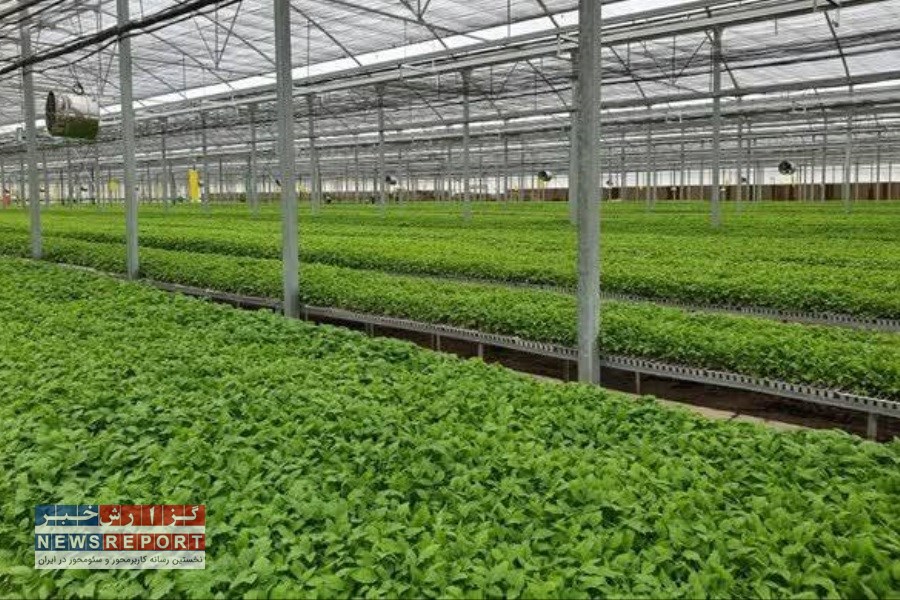 تولید 94 میلیون نشاء صیفی در بیضا