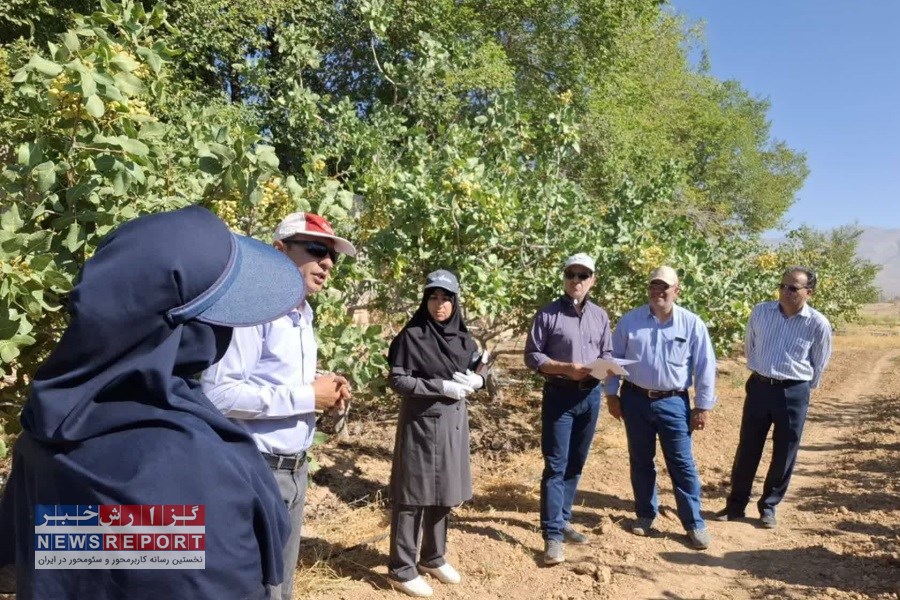 کنترل بیماری سرخشکیدگی درختان پسته در فارس