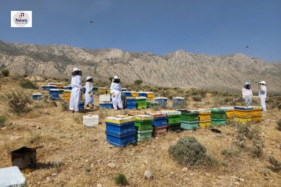 تولید سالانه 950 تن عسل در فسا
